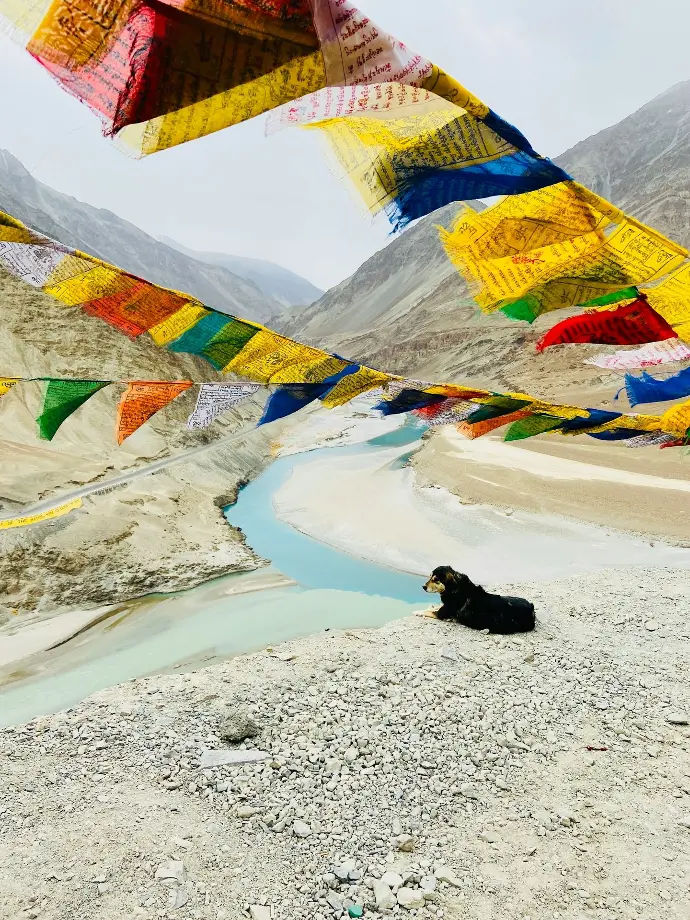 a black dog laying on top of a sandy beach